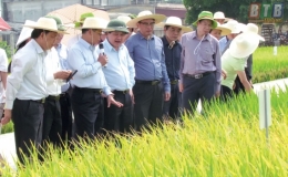 Đông A1 - giống lúa mới chất lượng