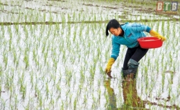 Kiến Xương tập trung chăm sóc lúa xuân