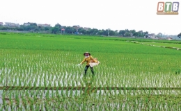 Hưng Hà tập trung chăm sóc lúa xuân