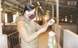 Tái đàn vật nuôi gắn với công tác phòng, chống dịch bệnh