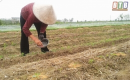 Minh Quang sản xuất cây màu xuân