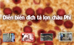 [Infographic] Chủ động ứng phó dịch tả lợn châu Phi