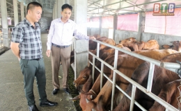 “Đại gia” về quê nuôi bò
