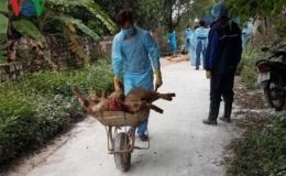 Quảng Ninh chính thức công bố dịch tả lợn châu Phi