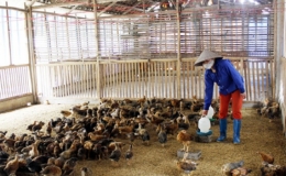 Ban hành danh mục sản phẩm thức ăn chăn nuôi và nguyên liệu đơn được phép lưu hành