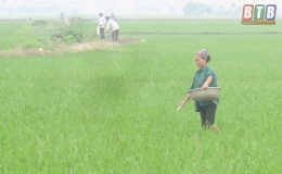 Đông Hưng: Tập trung chăm sóc, phòng trừ sâu bệnh hại lúa