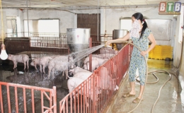 Không chủ quan, lơ là trong phòng, chống bệnh dịch tả lợn châu Phi