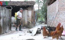Thêm 1 xã tại Lạng Sơn xuất hiện dịch tả lợn châu Phi