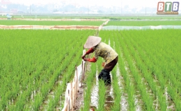Đông Động: Chăm sóc lúa xuân