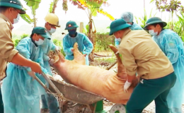 Lập BCĐ quốc gia phòng, chống dịch bệnh Dịch tả lợn Châu Phi