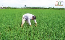 Sâu bệnh hại diễn biến phức tạp