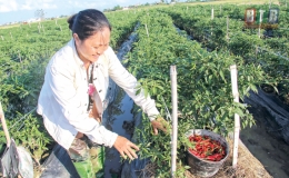 Tăng trách nhiệm và hiệu quả chất vấn (Kỳ 2)