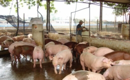 Hỗ trợ khách hàng vay bị thiệt hại do dịch tả lợn châu Phi