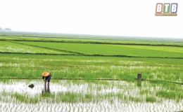 Nam Thắng: Tập trung chăm sóc, bảo vệ lúa xuân
