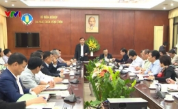 Vĩnh Phúc: 23 địa phương xuất hiện dịch tả lợn châu Phi