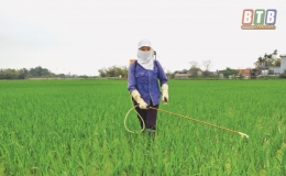 Thái Thụy phòng, trừ bệnh đạo ôn cho lúa xuân