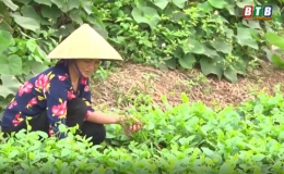 Nông dân An Khê: mùng tơi thu hoạch rộ và được giá
