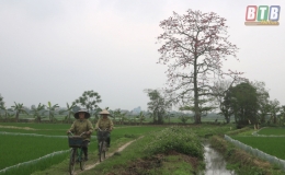 Nao l&ograve;ng m&ugrave;a hoa gạo th&aacute;ng Ba