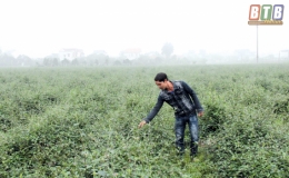 Làm mới cánh đồng cũ