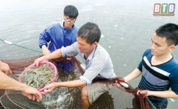 Làm giàu từ nuôi tôm thẻ chân trắng