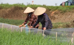 Quỳnh Phụ: Tập trung chăm sóc lúa xuân