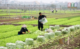 Nông dân phấn khởi vì rau xanh được giá