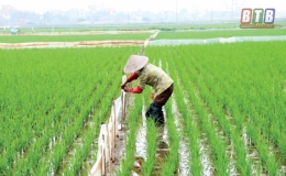Hoàn thành gieo cấy lúa xuân