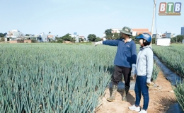Làm giàu nhờ trồng hành xuất khẩu