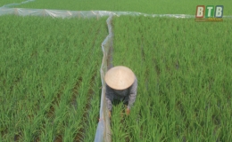 Đông Hưng cấp trên 1,1 tấn thuốc diệt chuột cho các xã