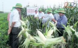 Người “Đối thoại với cánh đồng” (Kỳ 1)