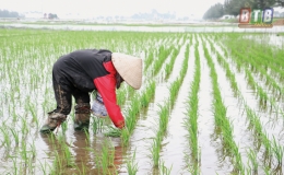 Kiến Xương: Tập trung chăm sóc, bảo vệ lúa xuân
