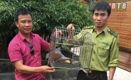 Tăng cường quản lý các cơ sở gây nuôi động vật hoang dã