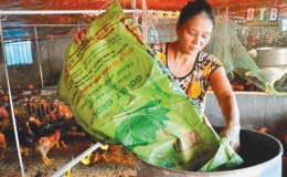 Thành phố Thái Bình: Chủ động phòng, chống dịch cúm gia cầm