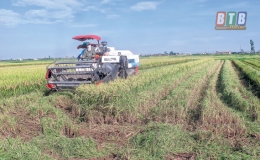 Tích tụ đất đai: Giải pháp phát triển sản xuất hàng hóa