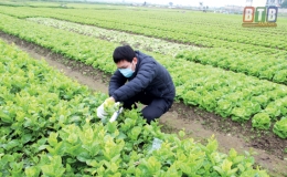 Thúc đẩy sản xuất nông nghiệp trong bối cảnh dịch Covid-19