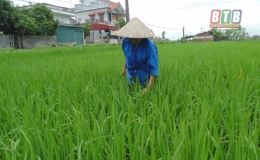 Thành phố tập trung chăm sóc lúa xuân