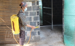 60 hộ chăn nuôi phát sinh bệnh viêm da nổi cục trên trâu, bò