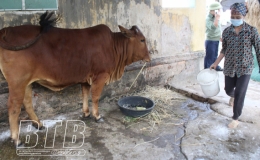 88 hộ chăn nuôi phát sinh bệnh viêm da nổi cục trên trâu, bò
