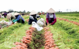 Cấp mã số vùng trồng nông sản