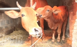 Chủ động phòng, chống bệnh viêm da nổi cục trên đàn trâu, bò