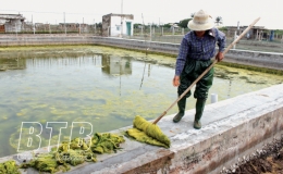 Chuẩn bị tốt các điều kiện nuôi trồng thủy sản