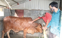Đông Hưng: Khoanh vùng dập dịch bệnh viêm da nổi cục ở trâu, bò
