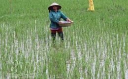 Đông Hưng: Tập trung chăm sóc, bảo vệ trên 11.200ha lúa xuân
