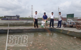 Hưng Hà: Nuôi 159 lồng cá trên sông