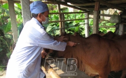 Hưng Hà: Triển khai phương án phòng chống bệnh viêm da nổi cục ở trâu bò
