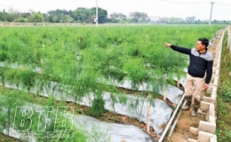 Khát vọng xây dựng thương hiệu măng tây Thái Bình