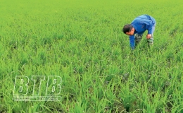 Kiến Xương: Chăm sóc, bảo vệ lúa xuân