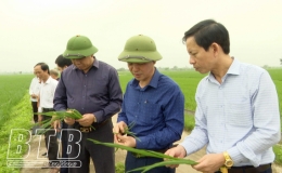 Kiến Xương: Chủ động phòng trừ bệnh đạo ôn cho toàn bộ diện tích lúa xuân