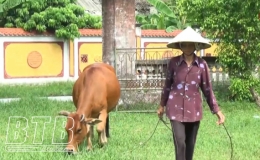 Kiến Xương: Phòng, chống dịch bệnh trên đàn trâu, bò