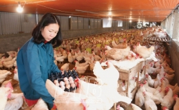 Làm giàu từ mô hình VAC
